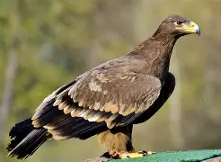 开云体育app-老鹰不敌猛犬，杨启航砍下分仍力不从心