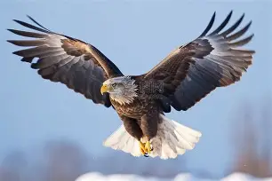 老鹰不敌猛犬,杨启航砍下分仍力不从心 老鹰不敌猛犬,杨启航砍下分仍力不从心